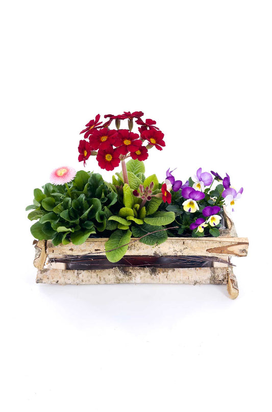 Pflanzengefäß Holzbox Size "L" – 2er Set - Pflanzkasten Birkenholz, Dekorative Pflanzbox für Balkon, Garten & Terrasse