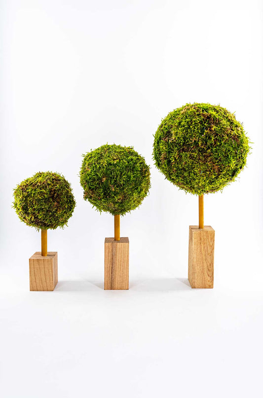 Hochwertiges Moosbaum-Set aus natürlichem Premium Flachmoos und Bambus auf unbehandeltem Holzsockel, perfekt für ökologische Wohnraumdekoration und als nachhaltiges Hochzeitsgeschenk.