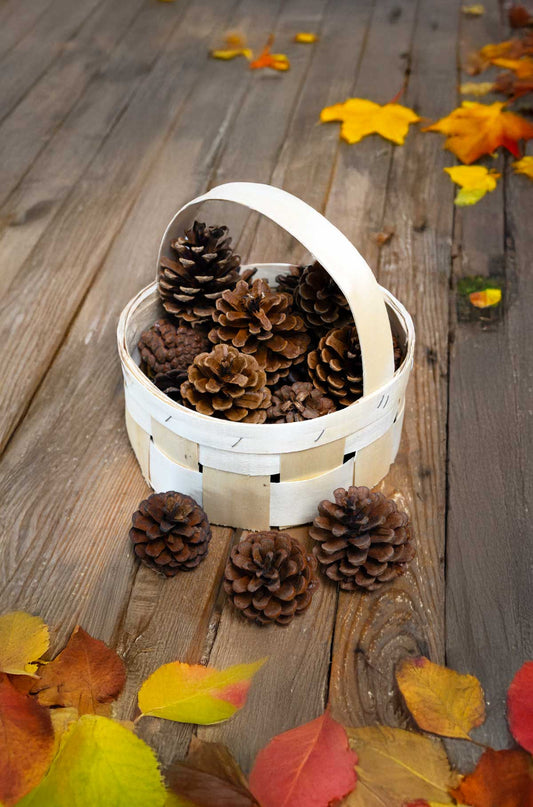 Runder Spankorb mit Henkel und Schwarzkieferzapfen für Herbst- und Winterdekorationen