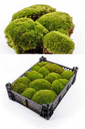 Frisches Premium Kugelmoos in einer Kkiste, für nachhaltige Dekorationsprojekte, Kugelmoos kaufen bei dekogreen.de – perfekt für DIY Projekte