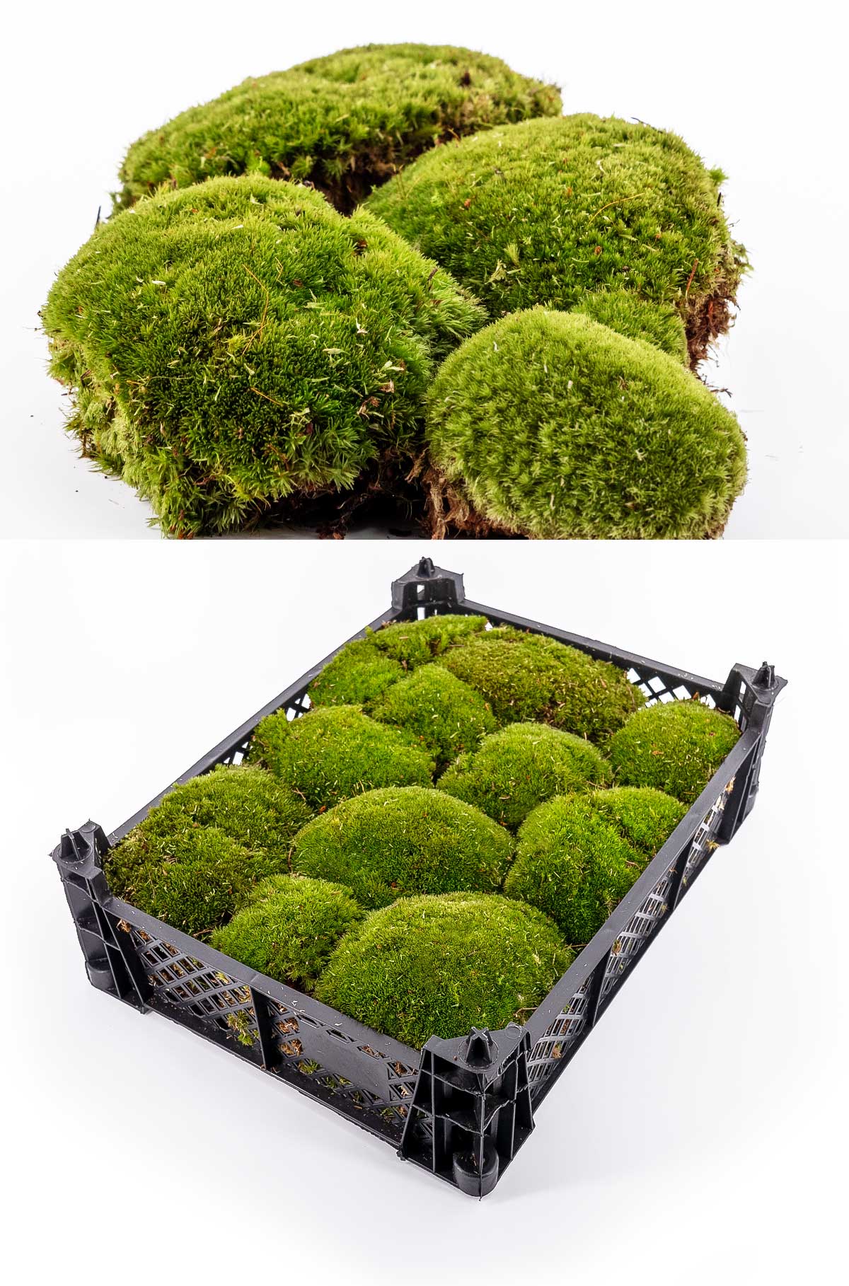 Frisches Premium Kugelmoos in einer Kkiste, für nachhaltige Dekorationsprojekte, Kugelmoos kaufen bei dekogreen.de – perfekt für DIY Projekte