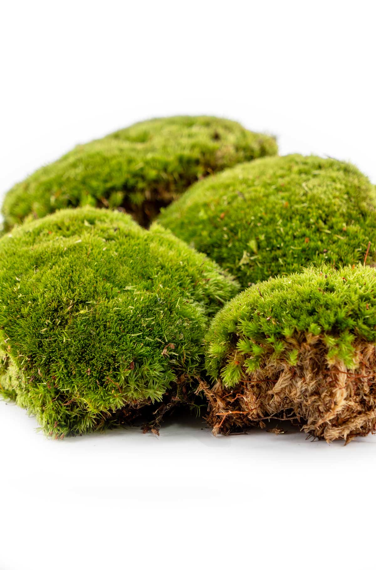 Kugelmoos mit lebendigen Grüntönen, präsentiert von dekogreen.de, zeigt die natürliche Textur und Qualität für nachhaltige Raumgestaltung und DIY-Projekte.