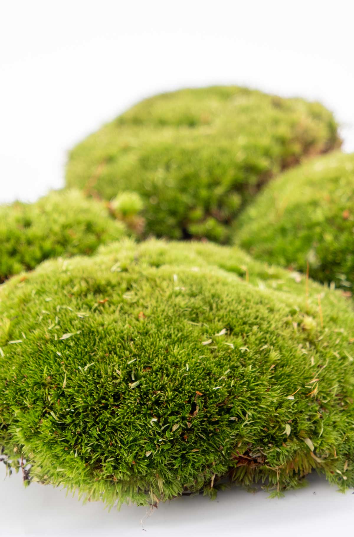 Kugelmoos kaufen bei dekogreen.de