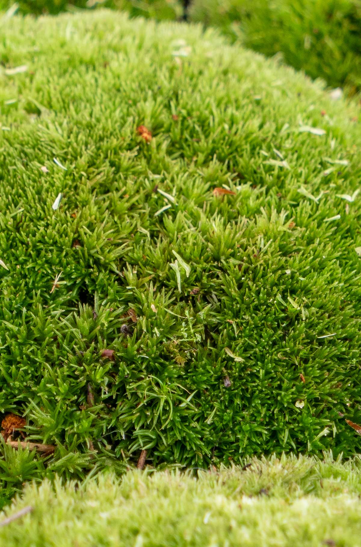 Premium Kugelmoos erhältlich bei dekogreen.de