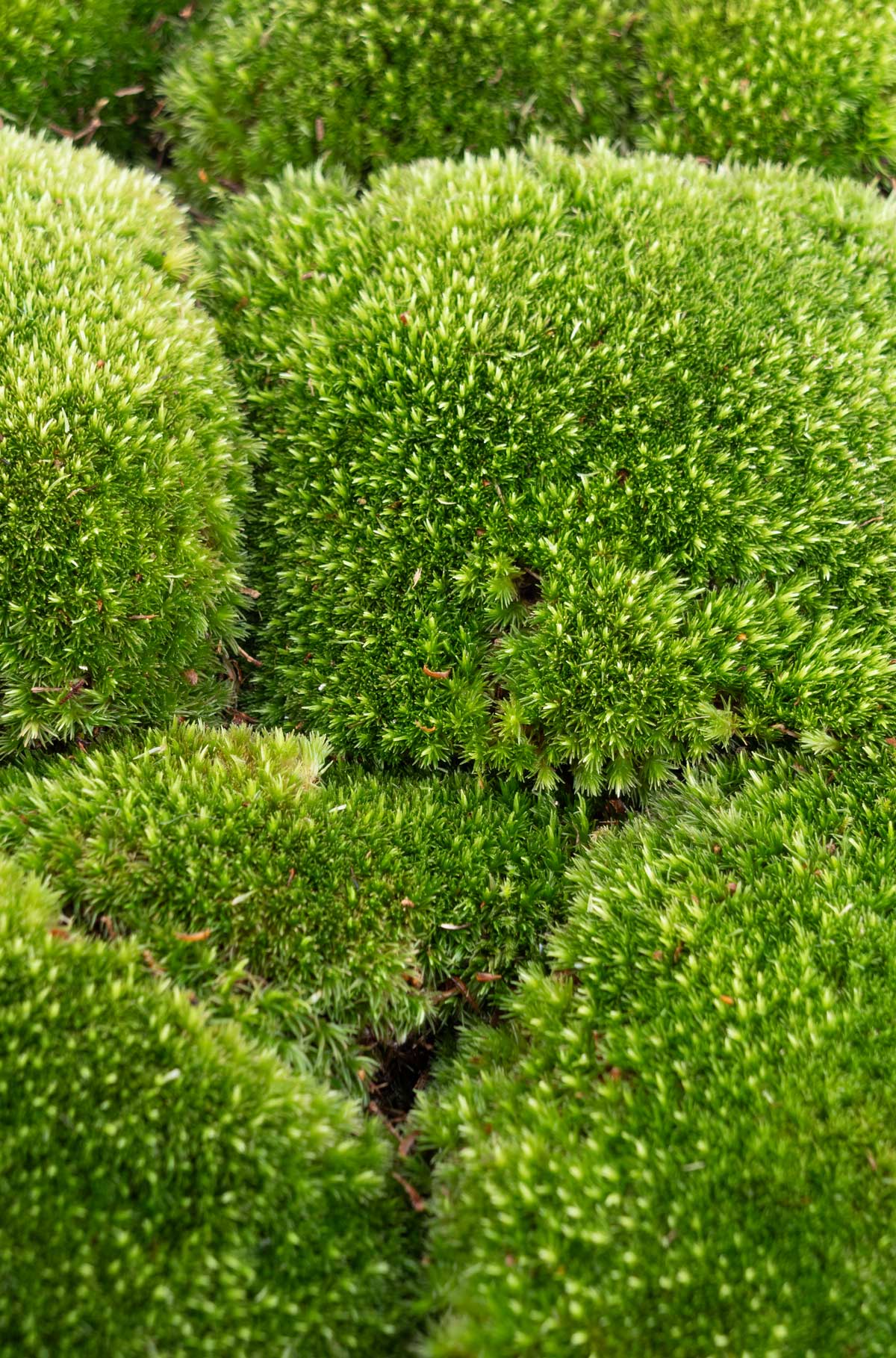 grünes frisches Kugelmoos