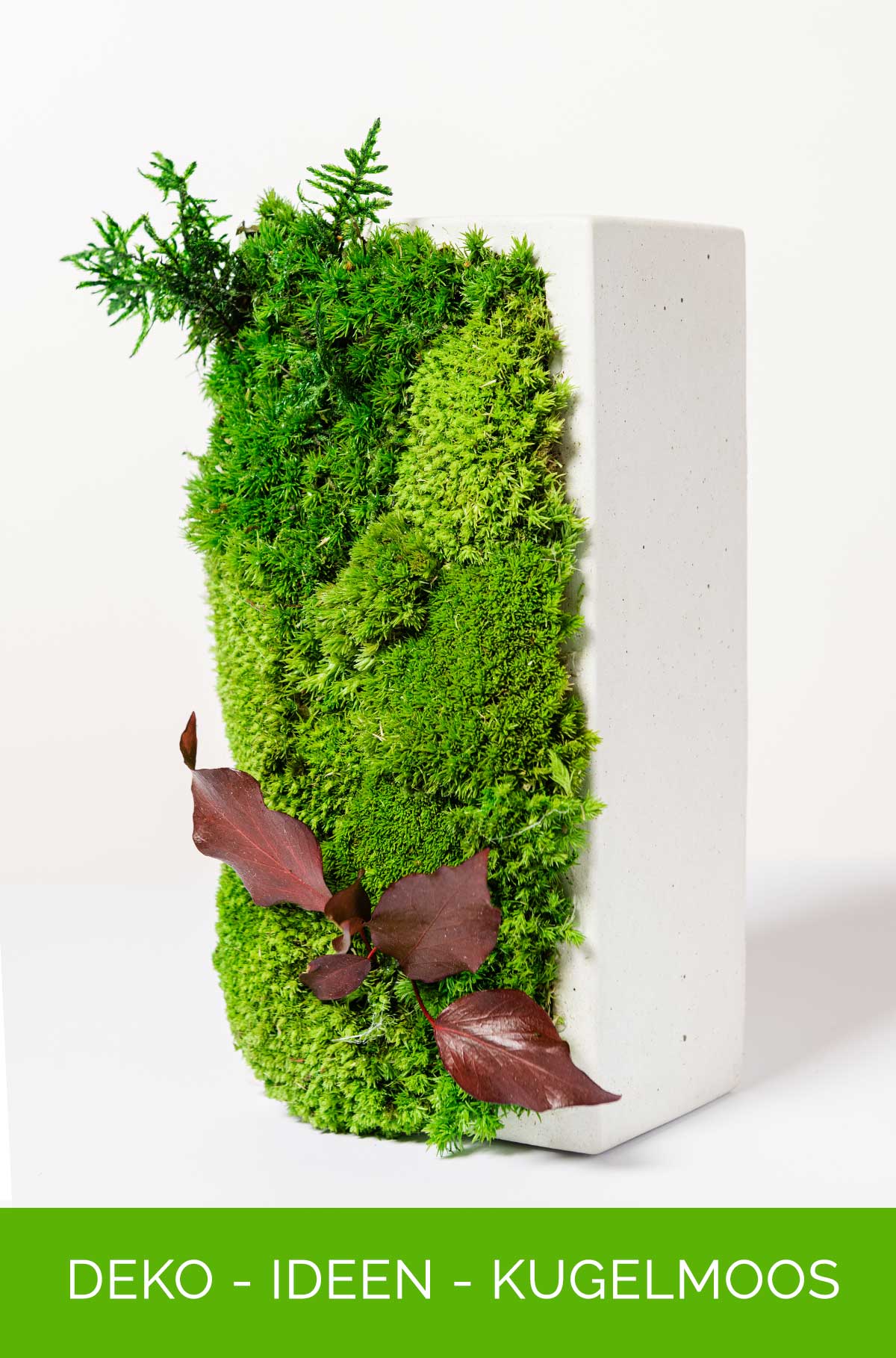 Dekoration Idee Kugelmoos kaufen bei dekogreen.de