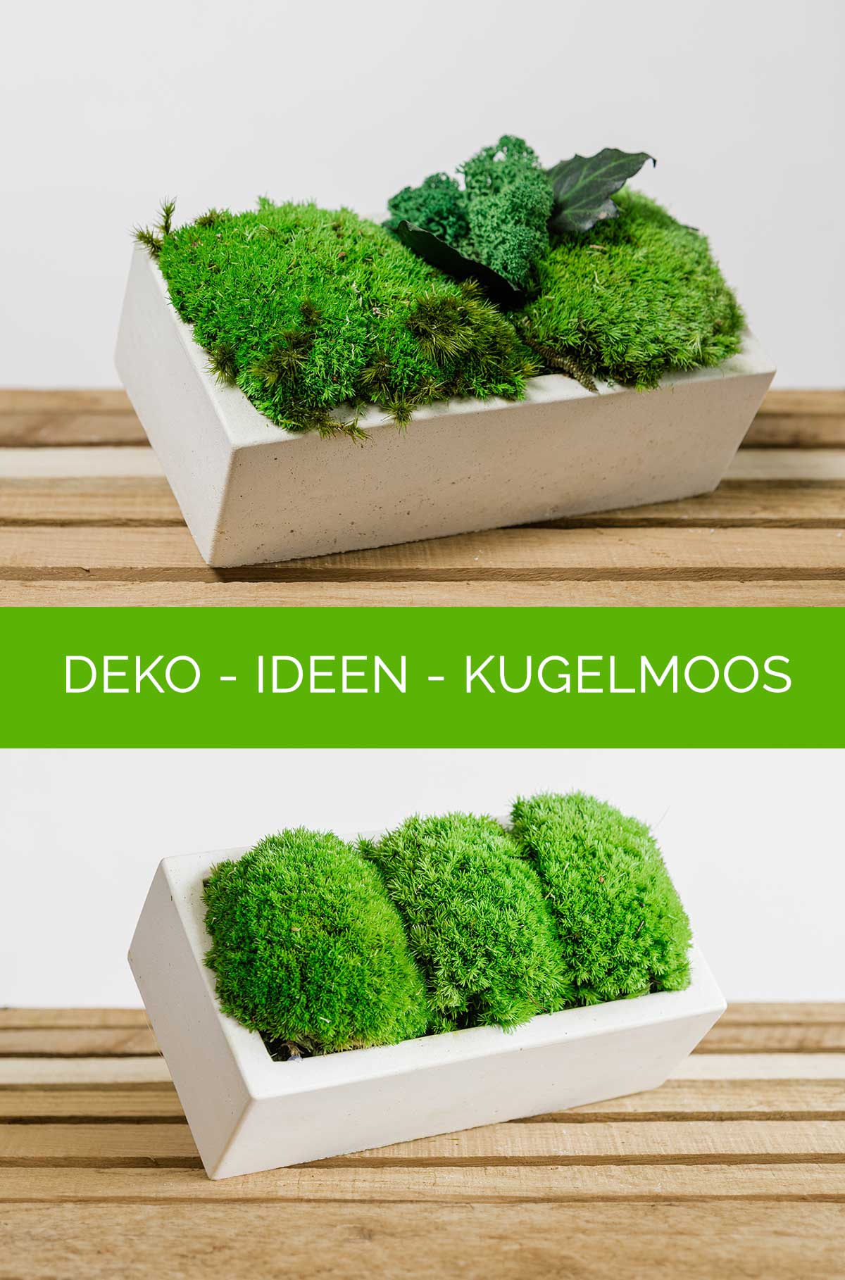 Premium Kugelmoos - Moos zum dekorieren - frisches Bollenmoos, Polstermoos, Dekomoos - dekogreen