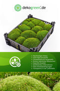 Kugelmoos kaufen bei dekogreen.de , zertifiziertes Unternehmen , nachhaltiger Anbau unser Kugelmoos