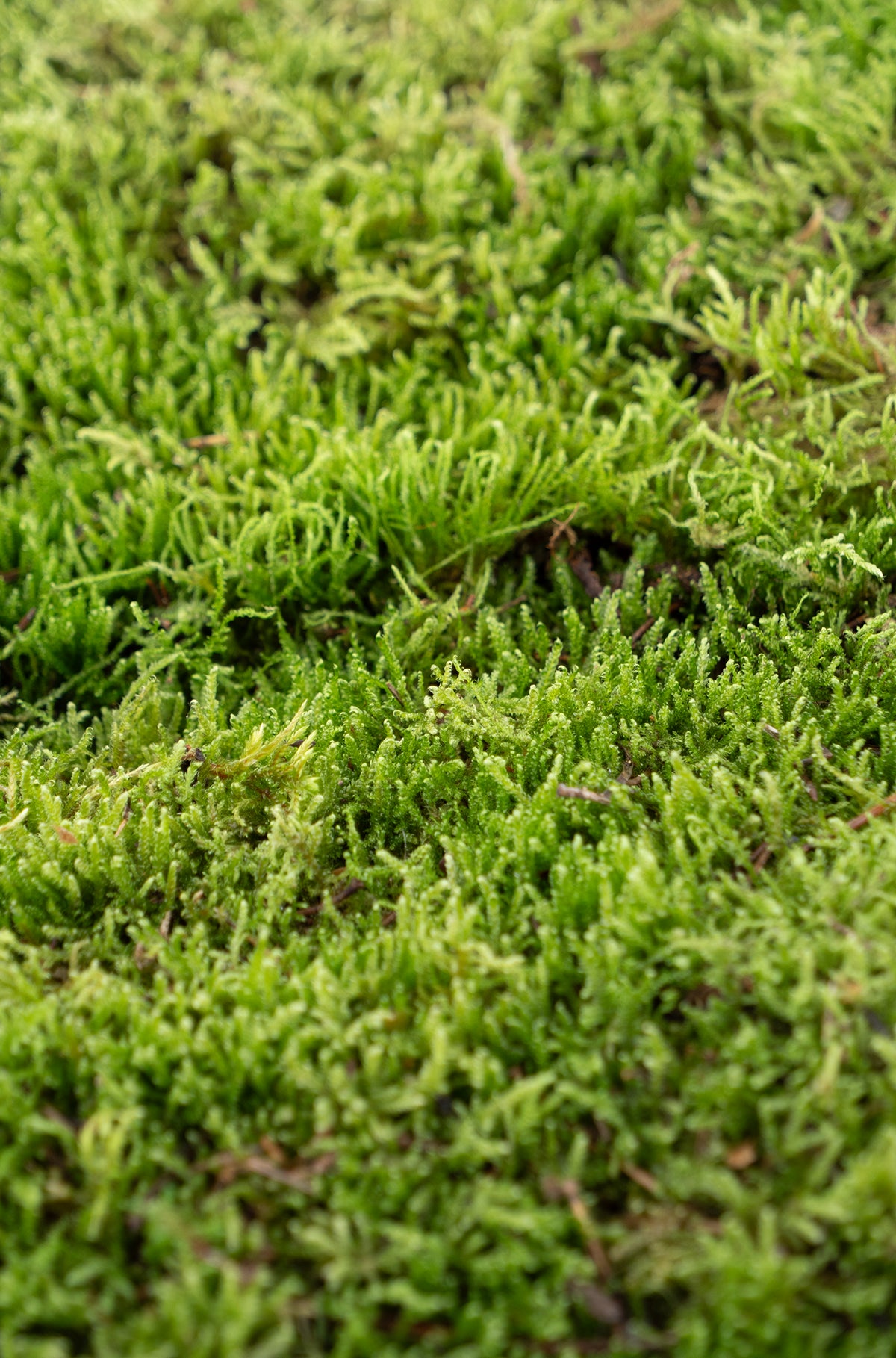 Moos, Lappenmoos zum dekorieren, Flachmoos, Premium Moos kaufen bei dekogreen.de