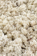 Frisches Islandmoos Natur-Creme 