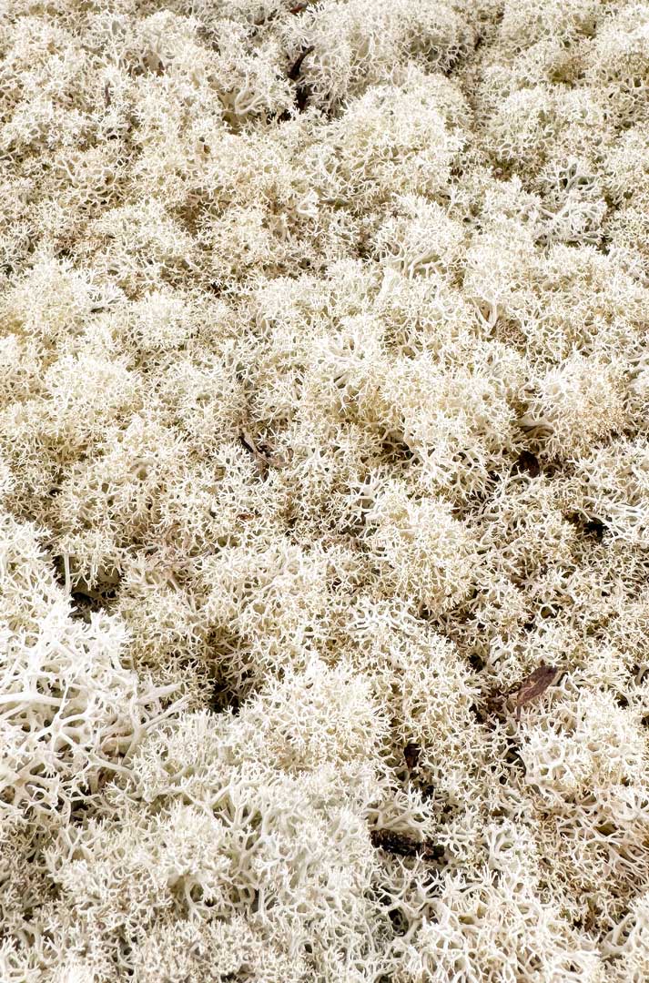 Frisches Islandmoos Natur-Creme 