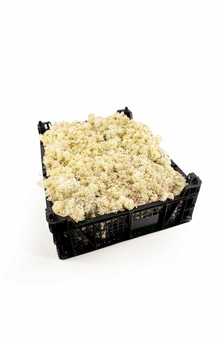 Frisches Islandmoos Natur-Creme in der Kiste kaufen. Natürliches Deko-Moos für Floristik, Basteln, Moosbilder, Tischdeko & Naturdekoration.