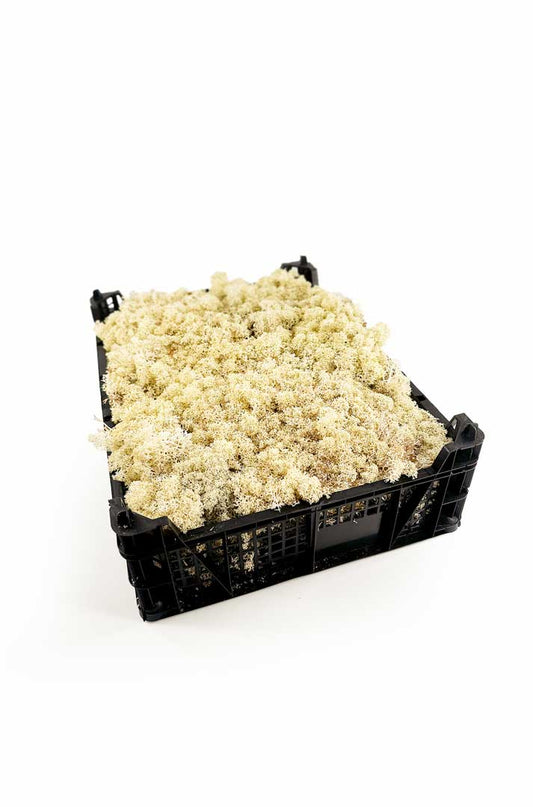 Frisches Islandmoos Natur-Creme in der Kiste kaufen. Natürliches Deko-Moos für Floristik, Basteln, Moosbilder, Tischdeko & Naturdekoration.