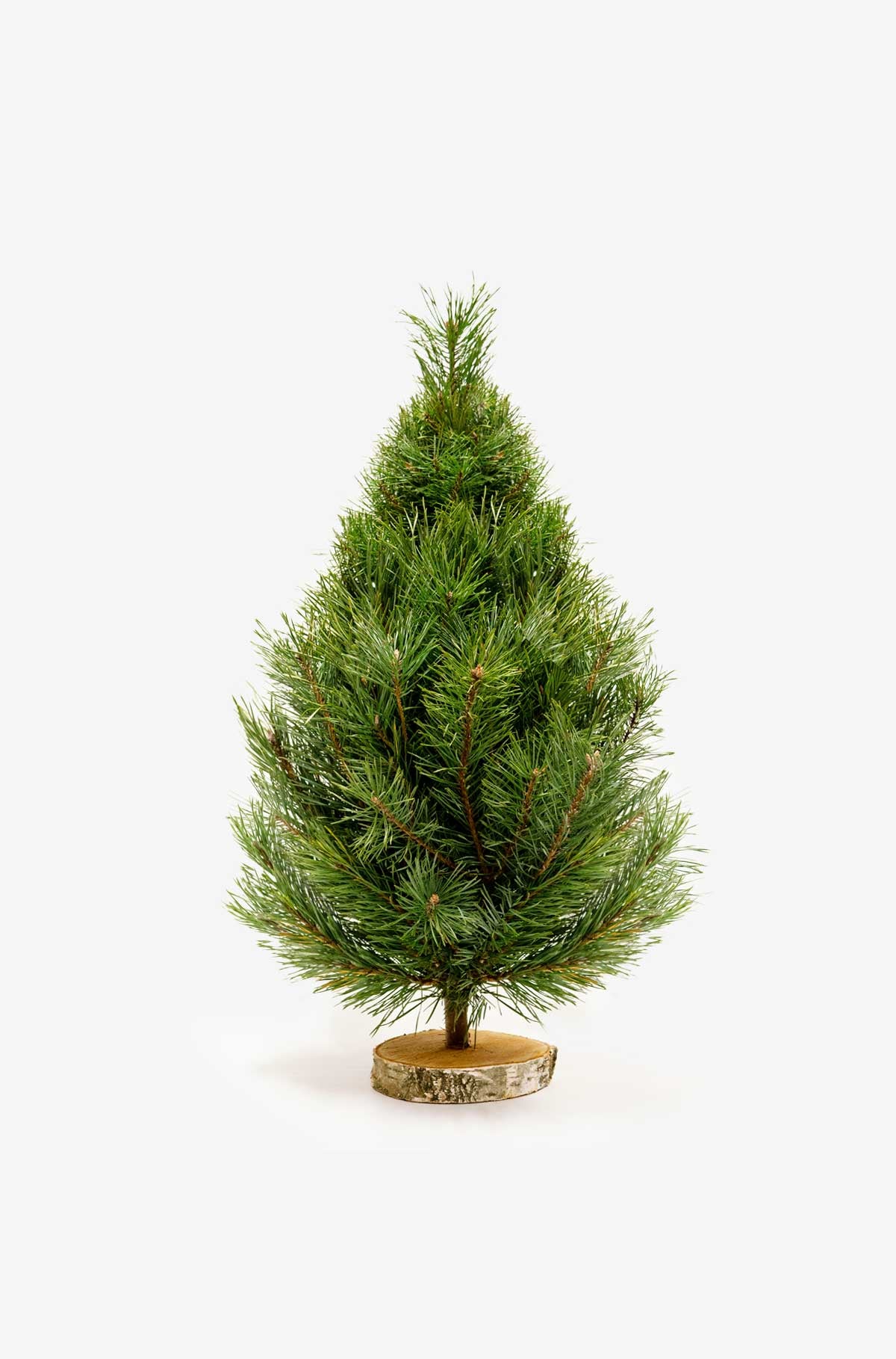 Handgefertigter Weihnachtsbaum aus frischer Bergkiefer auf einer Birkenholzscheibe, 60 cm hoch – ideal für die weihnachtliche Dekoration in Innenräumen.