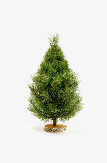Handgefertigter Weihnachtsbaum aus frischer Bergkiefer auf einer Birkenholzscheibe, 60 cm hoch – ideal für die weihnachtliche Dekoration in Innenräumen.
