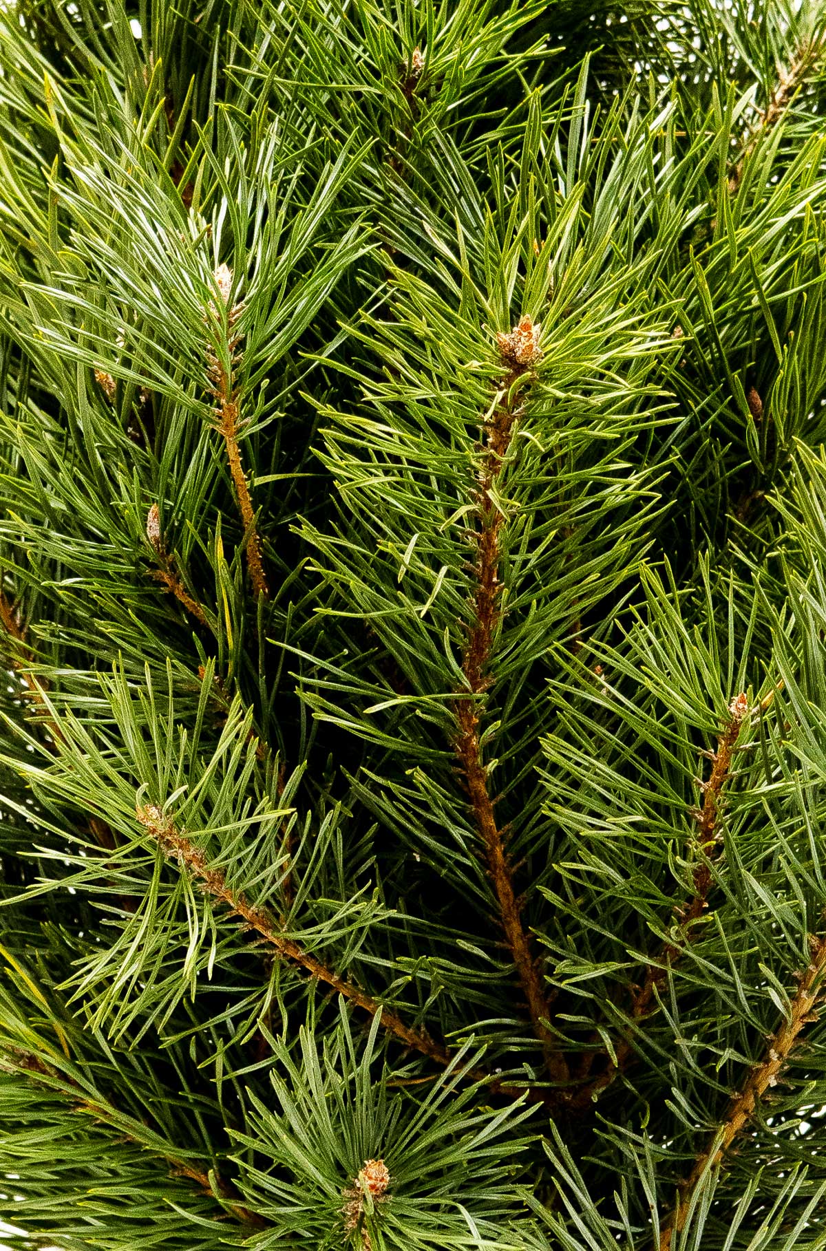Detailaufnahme von frischen Bergkiefern-Nadeln, die den natürlichen und nachhaltigen Charakter des handgefertigten Weihnachtsbaums betonen.