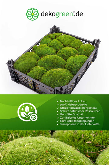 Kugelmoos kaufen bei dekogreen.de , zertifiziertes Unternehmen , nachhaltiger Anbau unser Kugelmoos