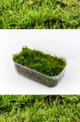Moos kaufen: Vielfältiges Naturmoos für Deko & Garten | dekogreen.de