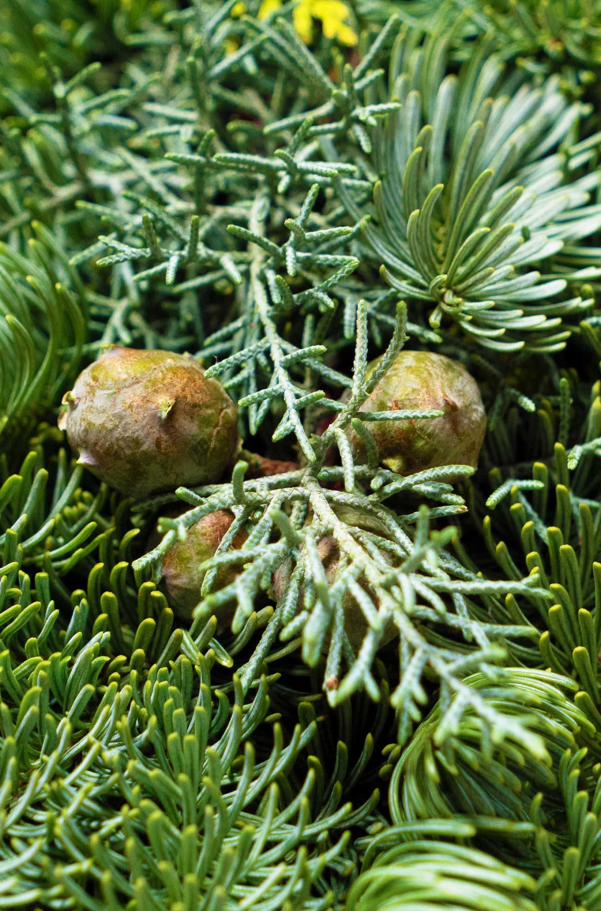 Tannenkranz - Mixtellerkranz Nobilis-Konifere - Adventskranz - einseitig gebunden