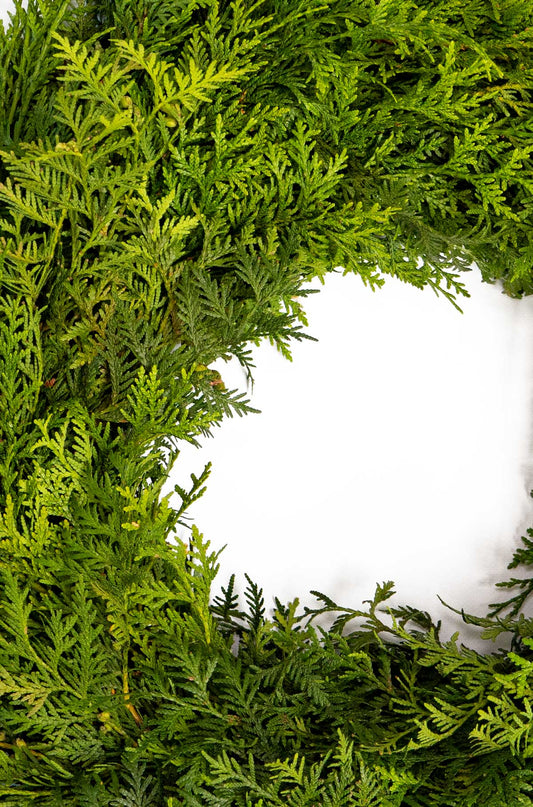 Tannenkranz - Tellerkranz Thuja - Dekokranz - Adventskranz - einseitig gebunden