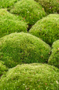 Bollenmoos, Polstermoos, Kugelmoos kaufen bei dekogreen.de