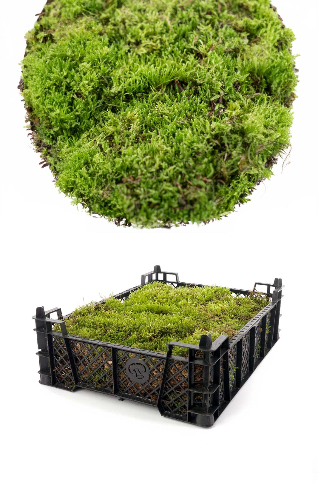 Moos kaufen Vielfältiges Naturmoos für Deko & Garten dekogreen.de