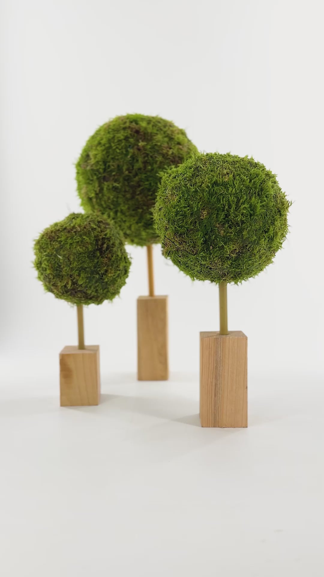 Moosbaum Set - natürliche Dekoration, Dekoartikel, Hochzeit, geburtstagsgeschenk, Wohnraum Dekoration von dekogreen.de